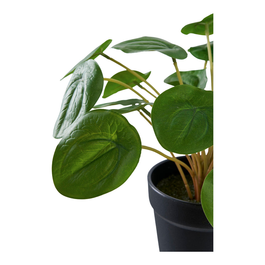 pilea